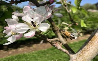 Australian Apple Pollination Services