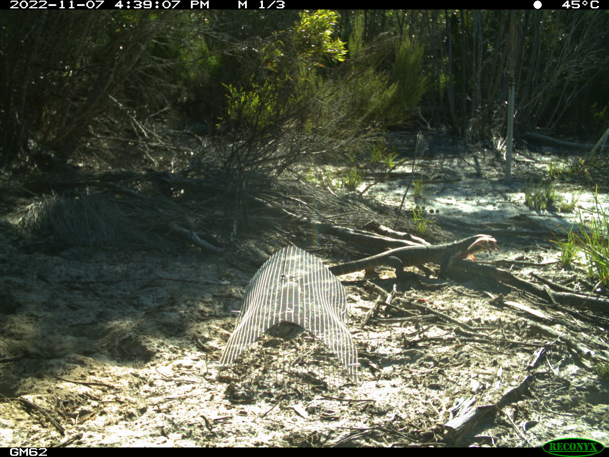 Camera trap image of heath goanna scavenging a rat carcass. Credit_ Tom Jameson