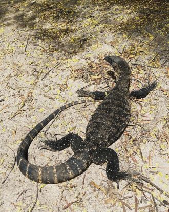 Heath goanna (Varanus rosenbergi). 