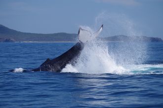 A surface-active adult humpback whale