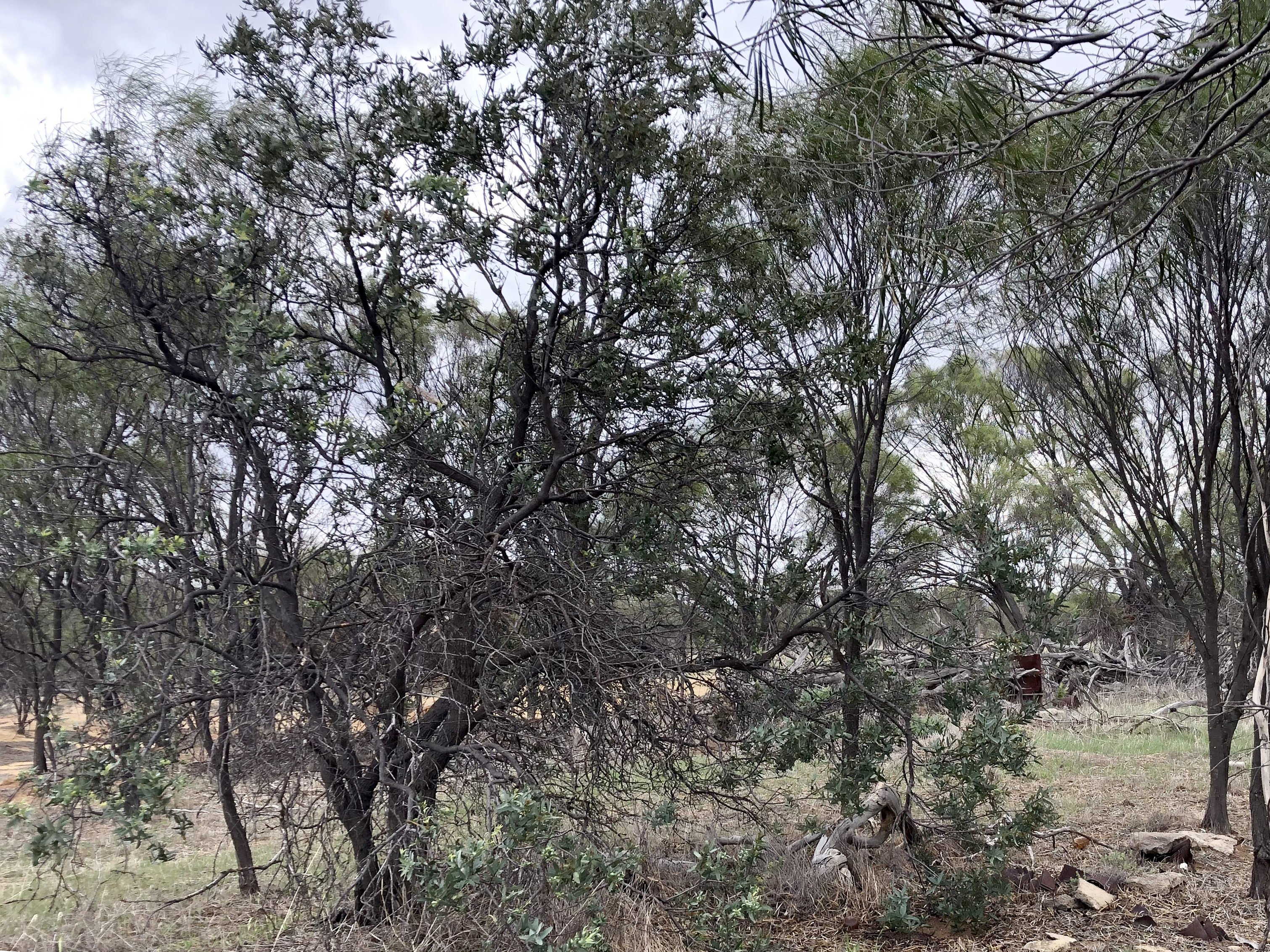 Credit Jean and Fred, Flickr https://www.flickr.com/photos/jean_hort/51177298182, CC BY 2.0 https://creativecommons.org/licenses/by/2.0/