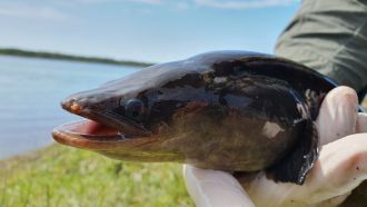 Eel at Lake Condah