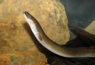 Short-finned eel