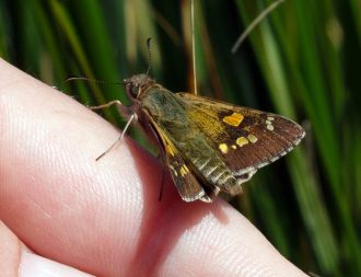 Yellow sedge-skipper (Hesperilla flavescens).