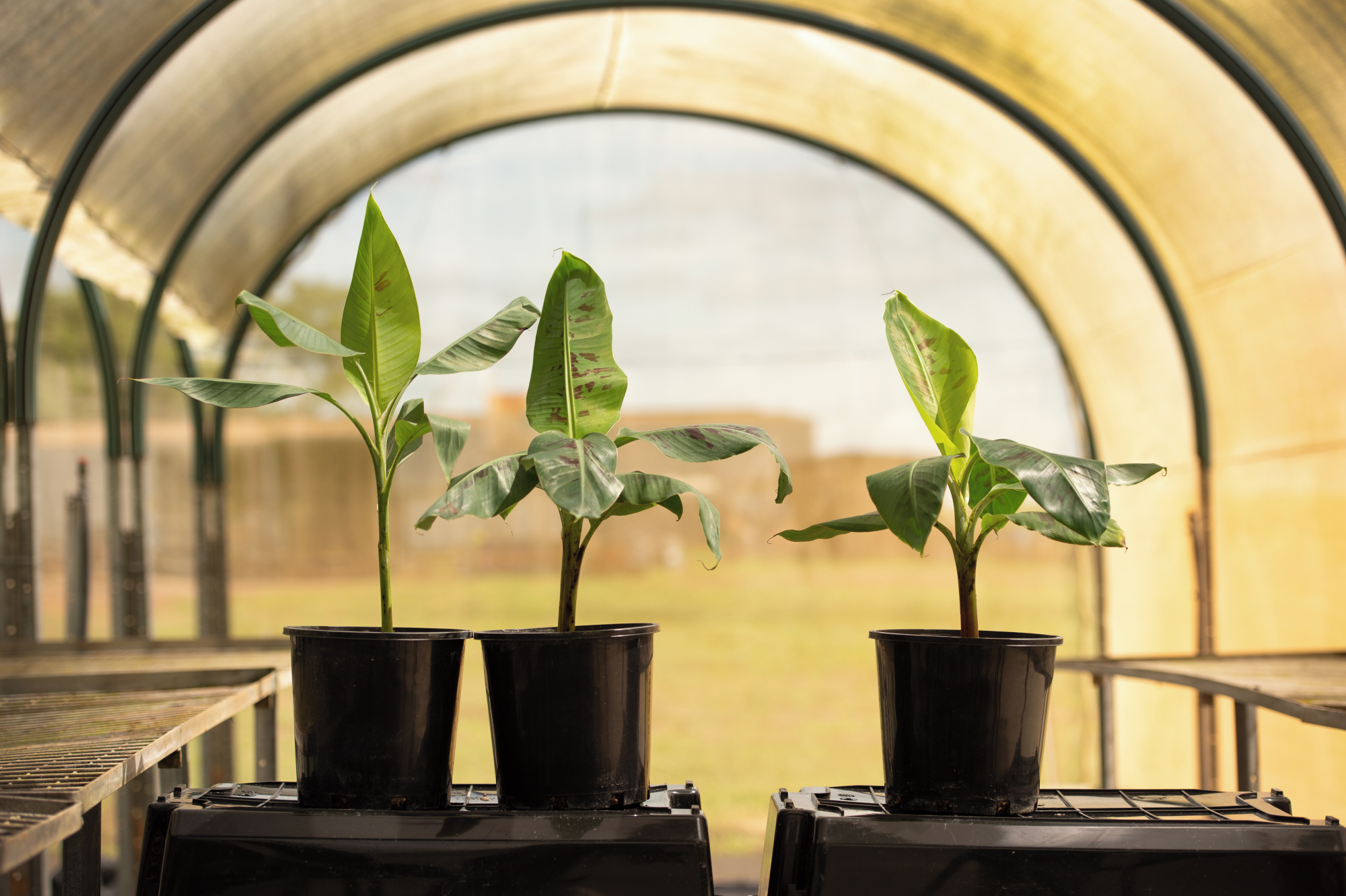 A wild banana plant with the gene (left), a cavendish banana plant (centre), and a QCAV-4 banana plant (right). Credit QUT