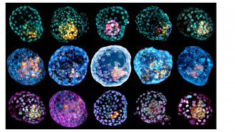 Images of iBlastoids