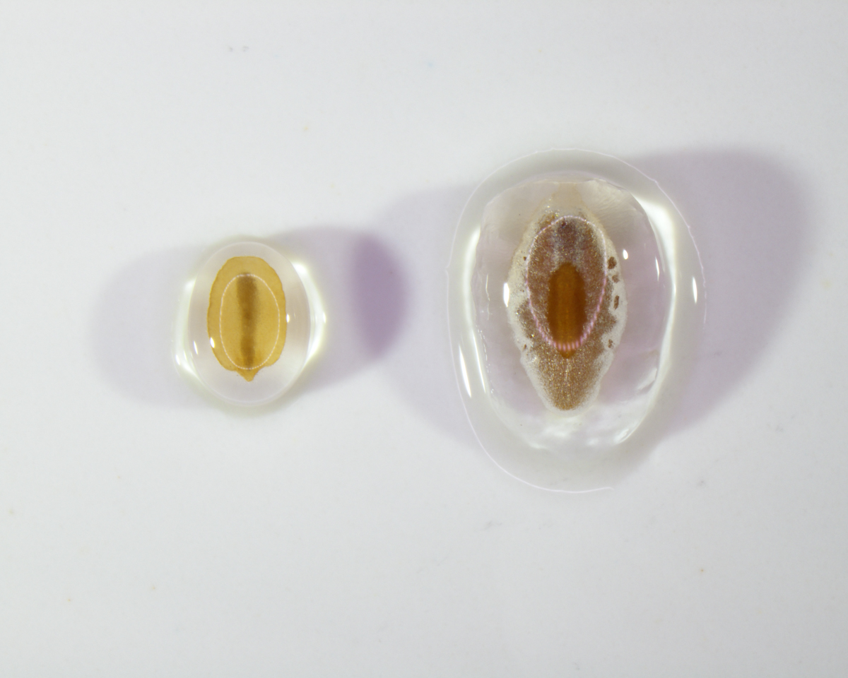 P. turrifera (left) and P. ovata (right) seed with mucilage gel released on the seed. Credit: University of Adelaide