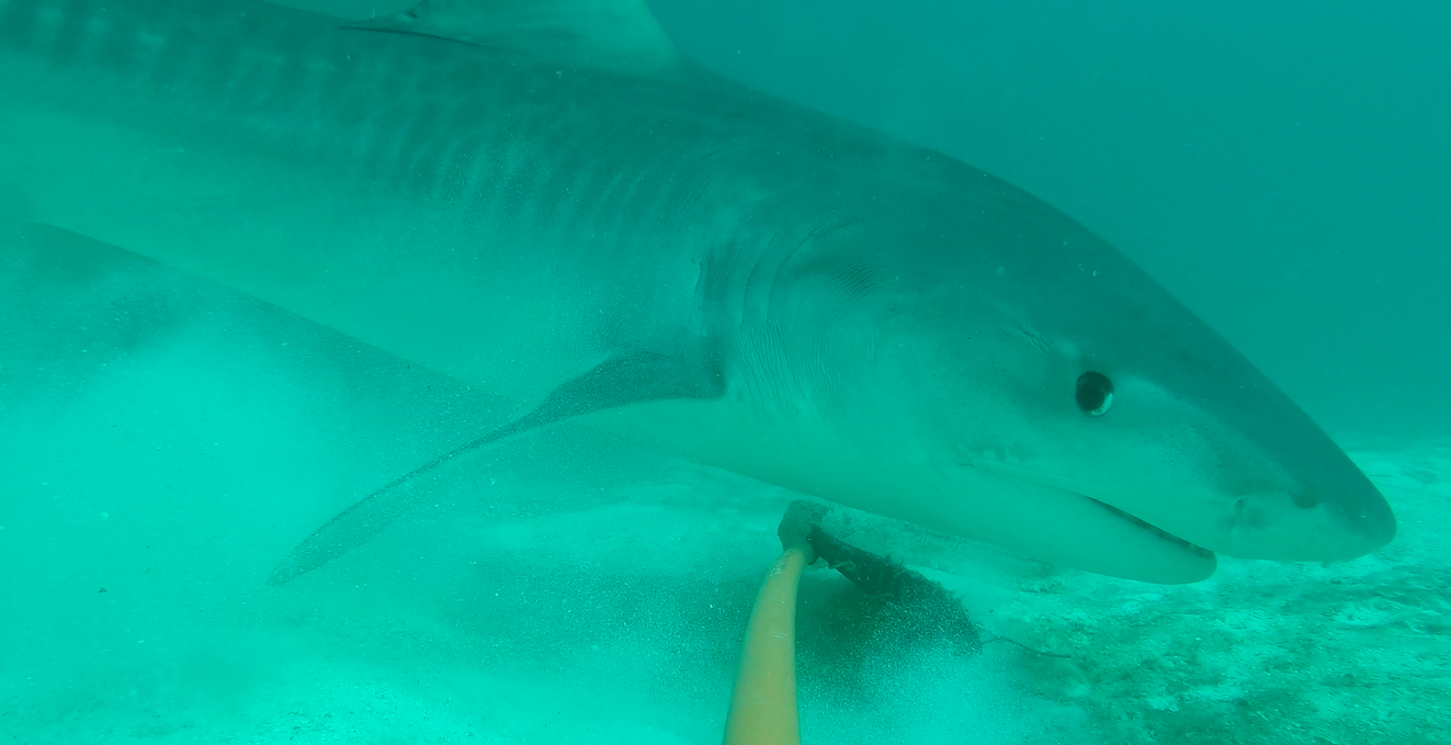 A tiger shark swims beside an underwater camera in the Great Barrier Reef (AIMS)