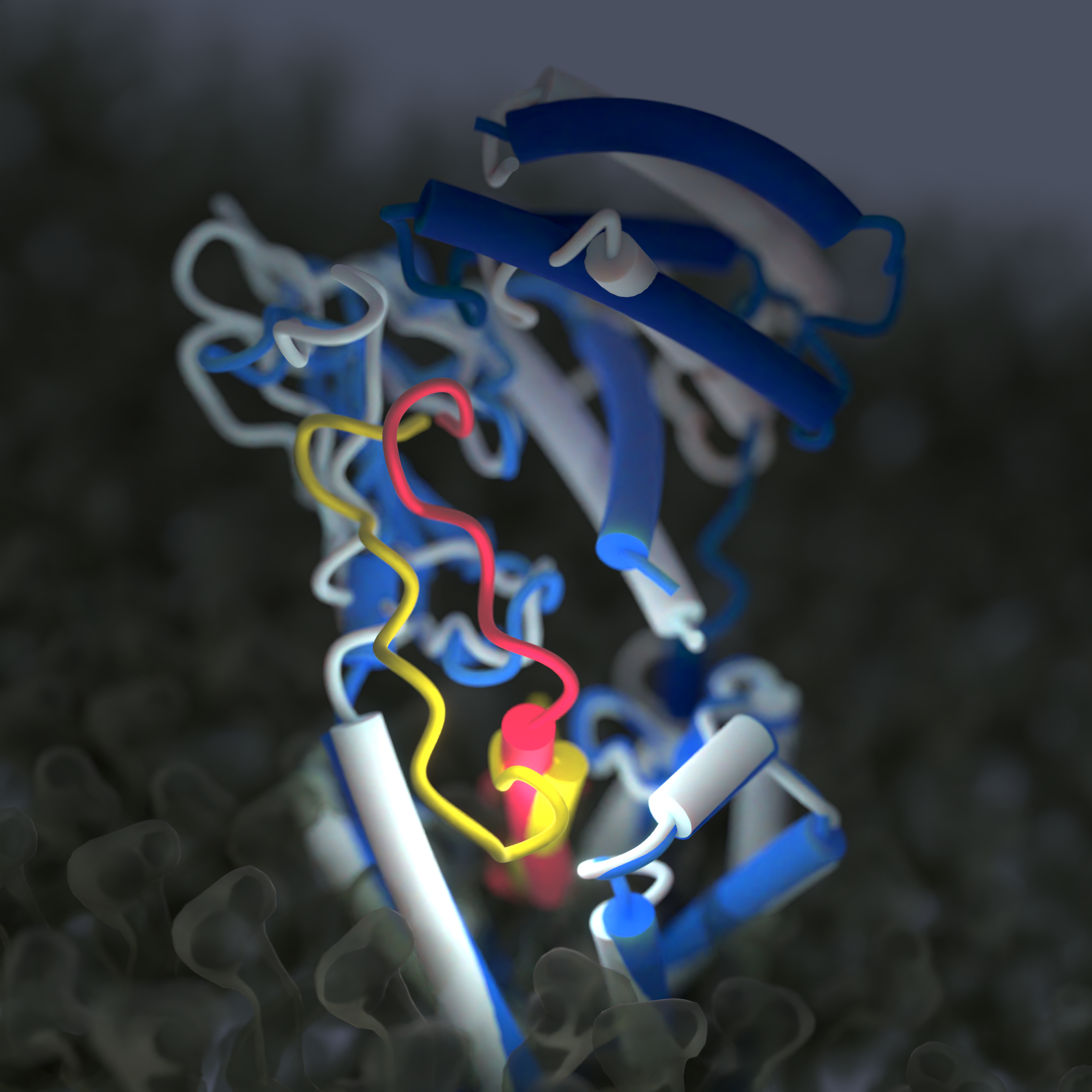 Amylin-template peptides (gold) activate amylin receptors (blue) through distinct mechanism to calcitonin-template peptides (red, peptide; light grey, amylin receptor). The image was created by Dr. Sarah Piper (@Piperproteins).
