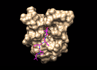 Graphic representation of COVID-19 attacking lung tissue