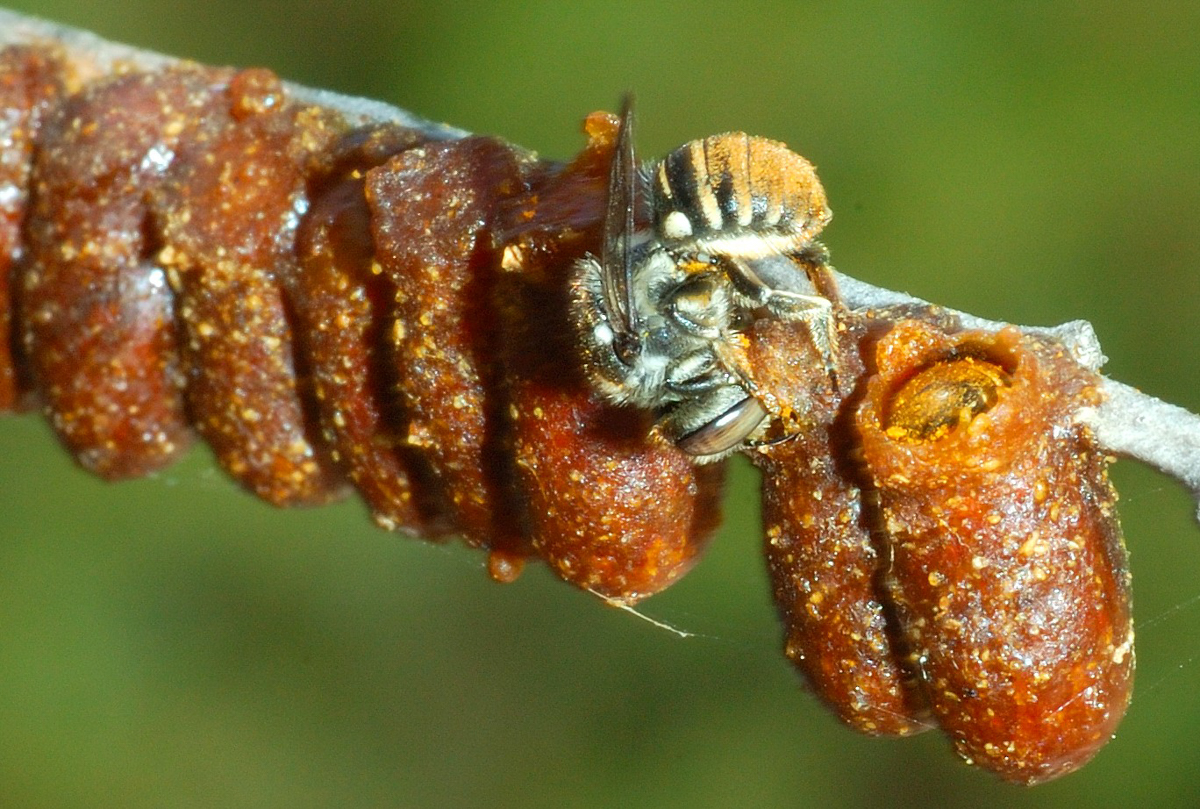 An Australian resin pot bee, Megachile (Austrochile) tarltoni. Credit: David Pike.