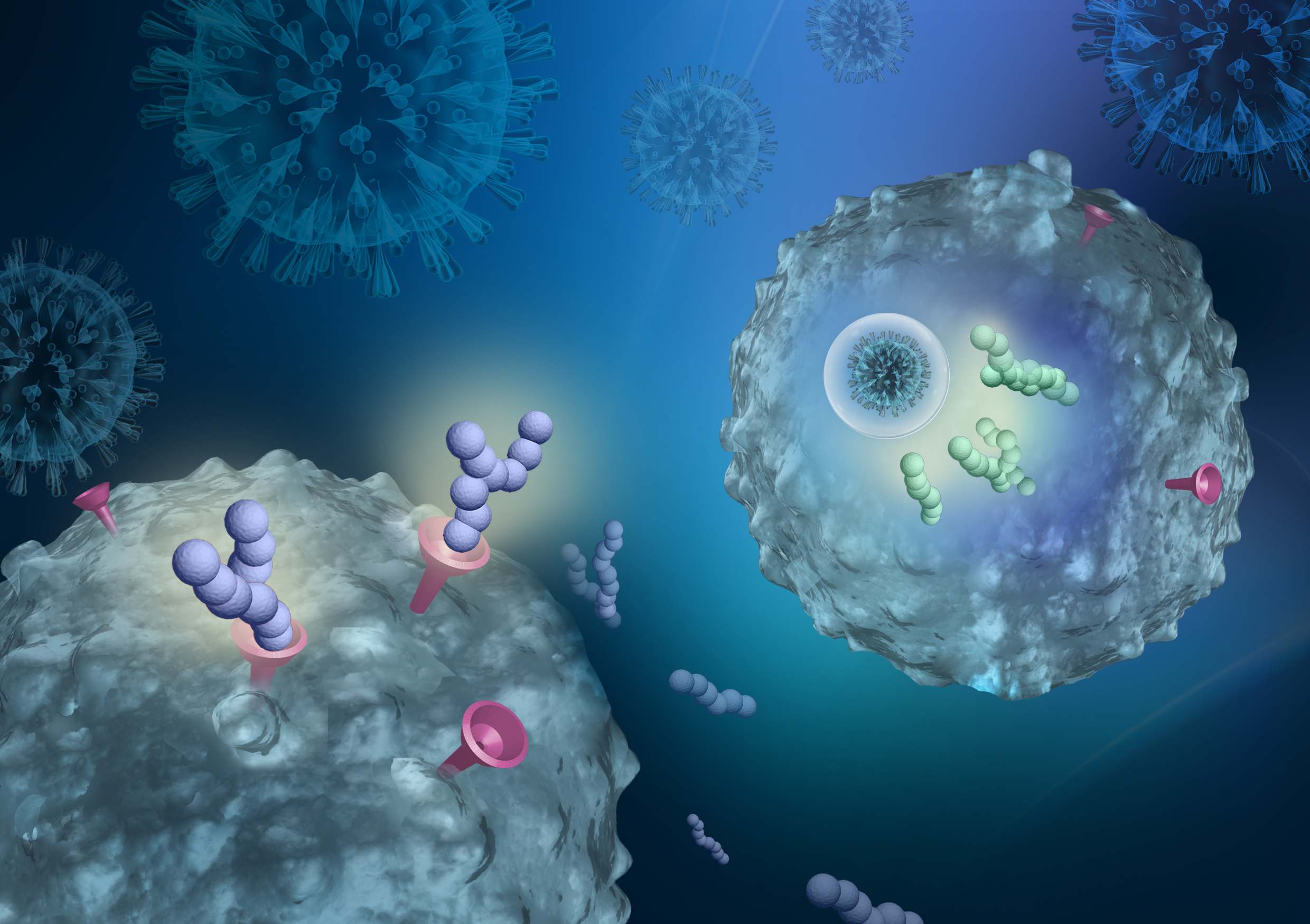 Madeleine Kersting Flynn - QIMR Berghofer - The illustration depicts two peptide drugs to target SARS-CoV-2. The SARS-CoV-2 spike protein uses the ACE2 receptor (pink funnel) to bind to and invade cells. With the first peptide drug (purple balls), the virus latches onto the cloaking peptides (purple balls, which protect ACE2), which they mistake for ACE2 receptor on human cells - preventing infection. If the virus finds its way into cells, the second peptide-drug (green balls) can block how the virus hijacks inside of those cells, significantly stopping viral replication. It also boosts the immune system’s ability to recognize the virus.