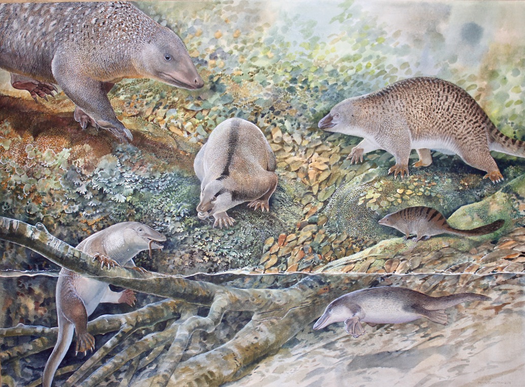 Six monotremes living in the same place at the same time, 100 million years ago at Lightning Ridge, NSW. Clockwise from lower left: Opalios splendens, a newly described species dubbed an ‘echidnapus’; Stirtodon elizabethae, the largest monotreme of the time; Kollikodon ritchiei, with hot-cross-bun shaped molars; Steropodon galmani, now known from additional opalised fossils; Parvopalus clytiei, the smallest monotreme of the time; and Dharragarra aurora, the earliest known species of platypus. Image Peter Schouten. 