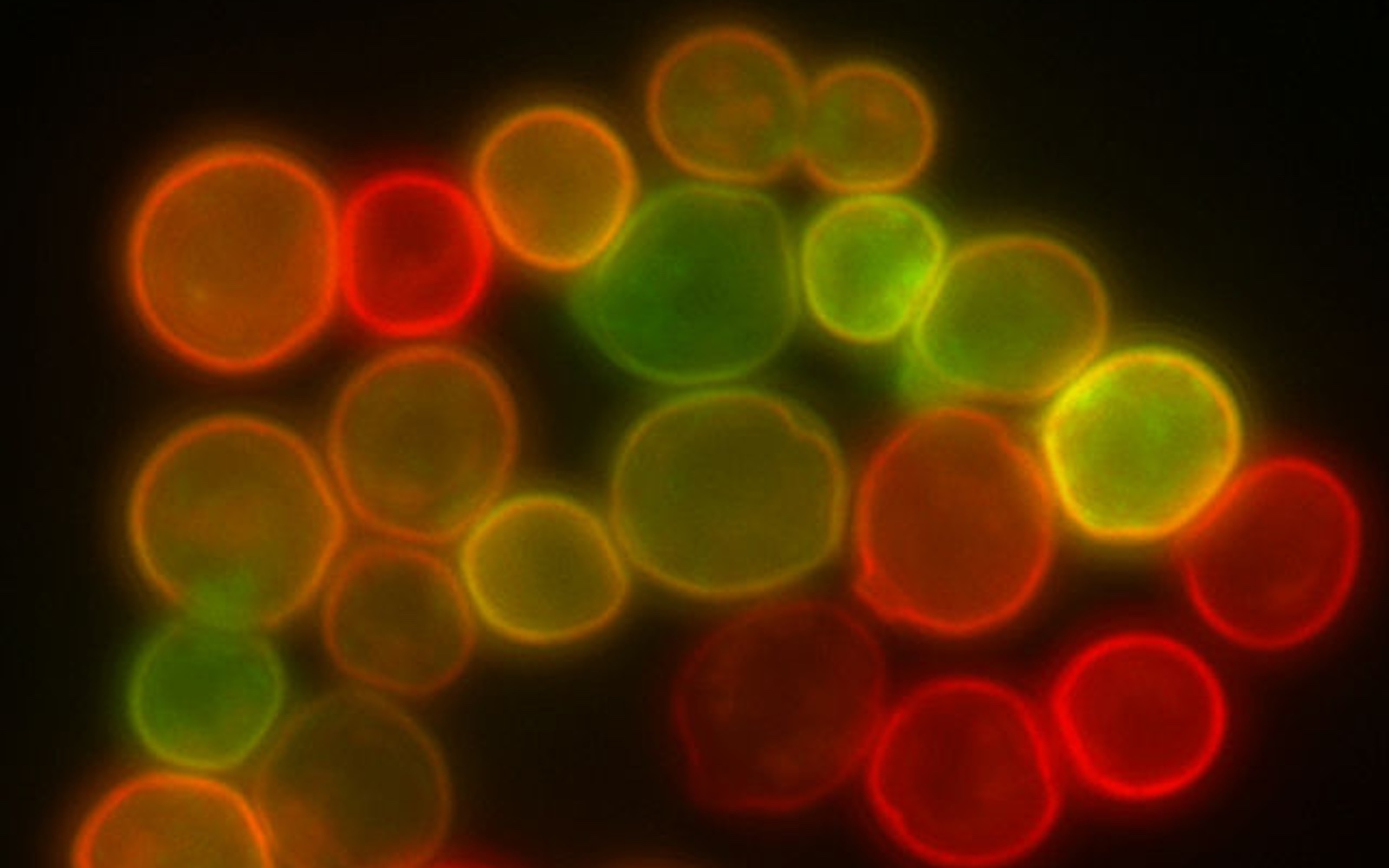Yeast membrane proteins.jpg Yeast (S. cerevisiae) cell membrane visualized by some membrane proteins fused with RFP and GFP fluorescent markers. Imposition of light from both of markers results in yellow colour.  Masur  Creative Commons Attribution 2.5  Yeast membrane proteins.jpg Copy  [[File:Yeast membrane proteins.jpg|Yeast_membrane_proteins]] Copy  June 29, 2006