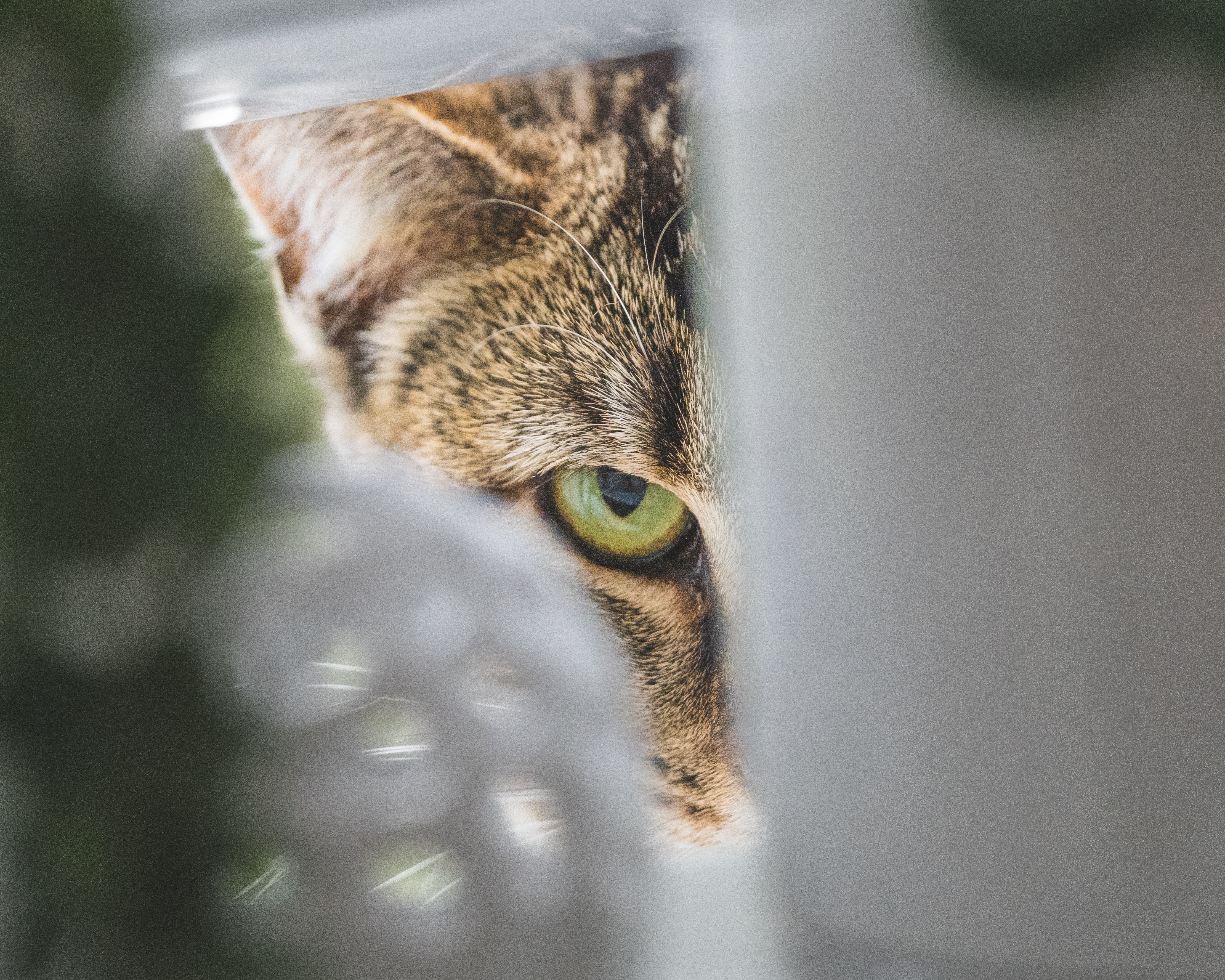 A recent CSIRO study has found that Australians are more likely to support the use of gene drive technology for feral cat management if there was a perceived problem of invasive species in one’s local neighbourhood. Credit: Unsplash