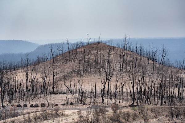 Moreton National Park after the Currowan fire of January 2020. Credit: The Australian National University