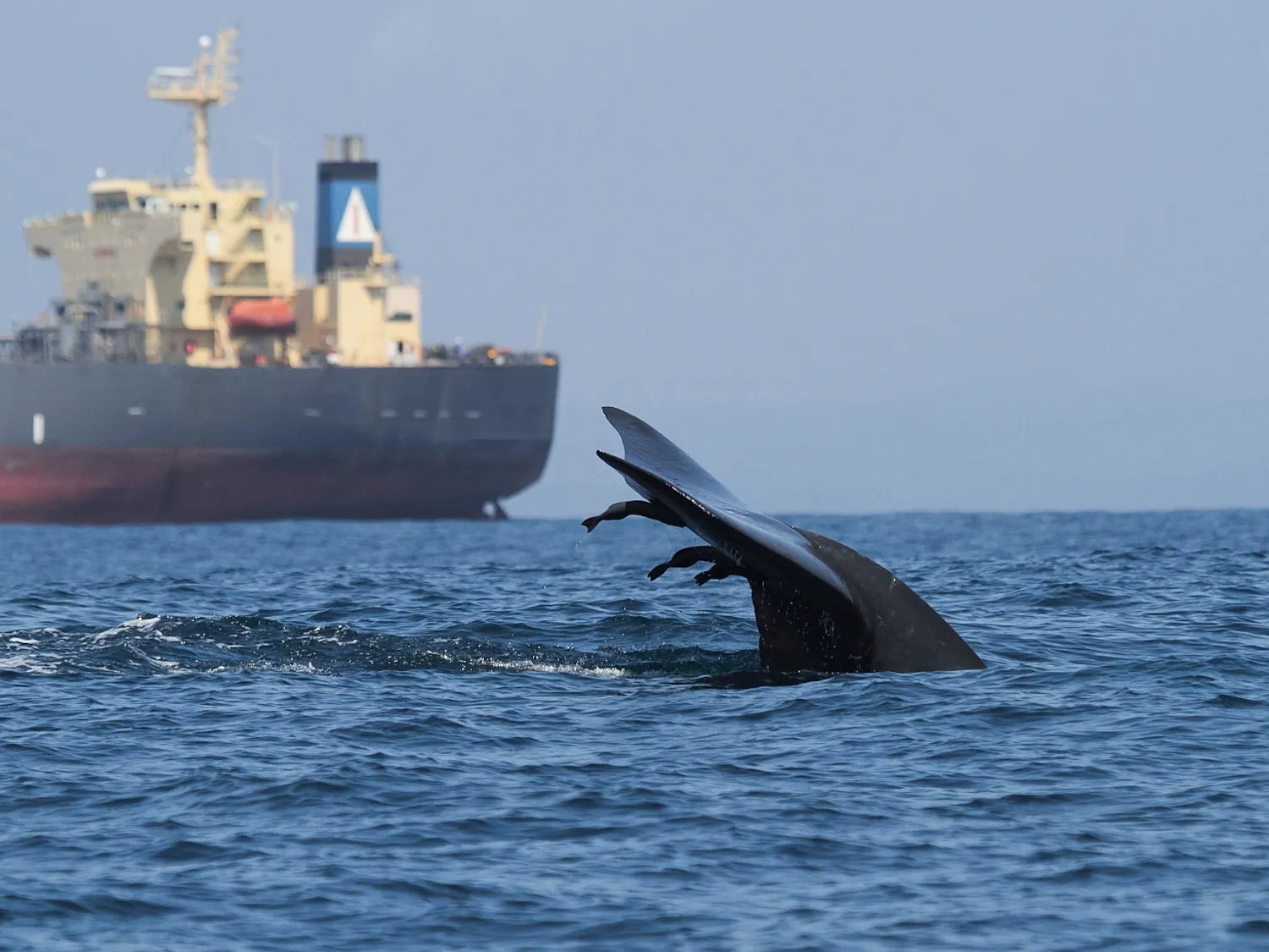 A blue whale swims close to a large vessel near the Port of Colombo, Sri Lanka. Asha de Vos, https://creativecommons.org/licenses/by-nd/4.0/