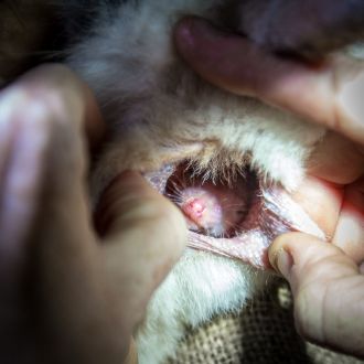 Bilby joey in pouch