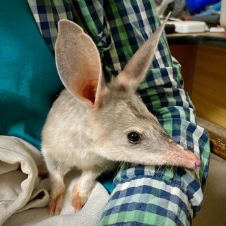 A bilby under care by the Save the Bilby Fund