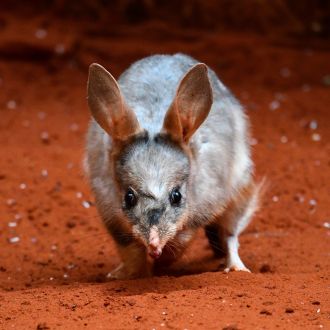 Greater bilby