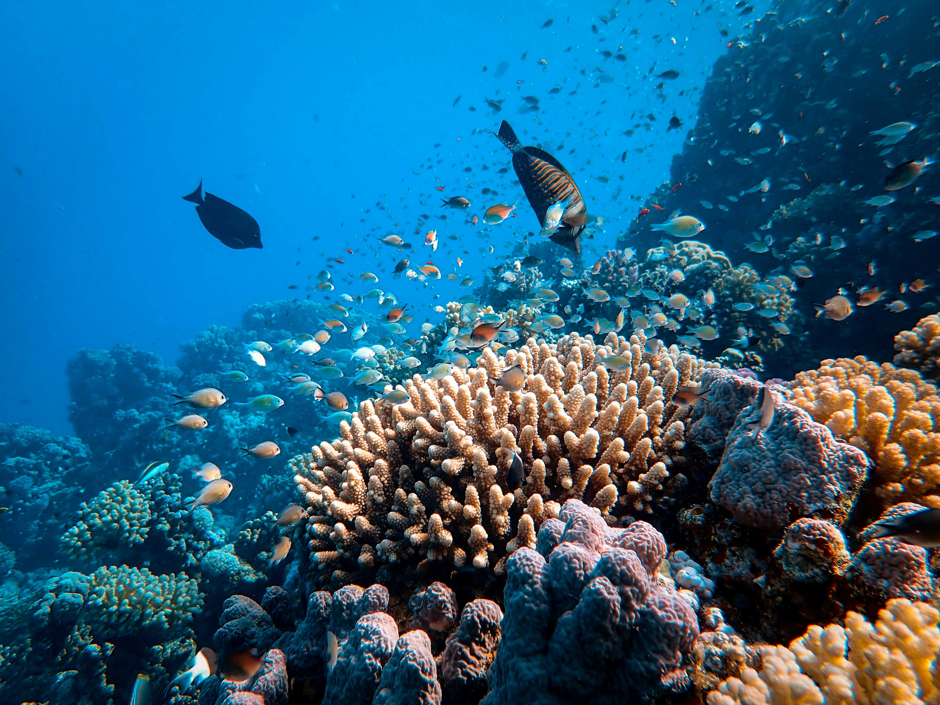 High sea surface temperatures in 2024 led to the fifth coral bleaching event in the Great Barrier Reef since 2016. Photo: Francesco Ungaro/Unsplash