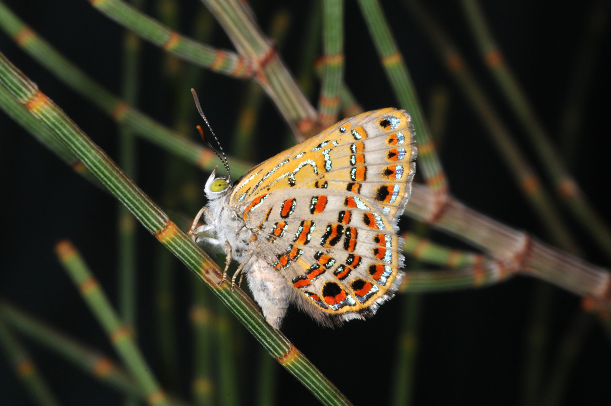 The Bulloak Jewel butterfly. Credit: Michael Braby, Australian National University. For use with this story only.