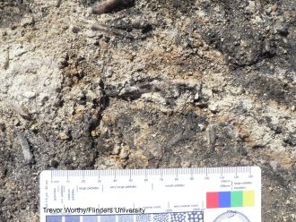fossil in ground