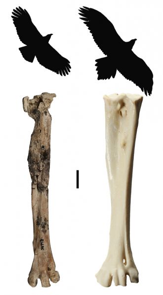 silhouette of Archaehierax sylvestris