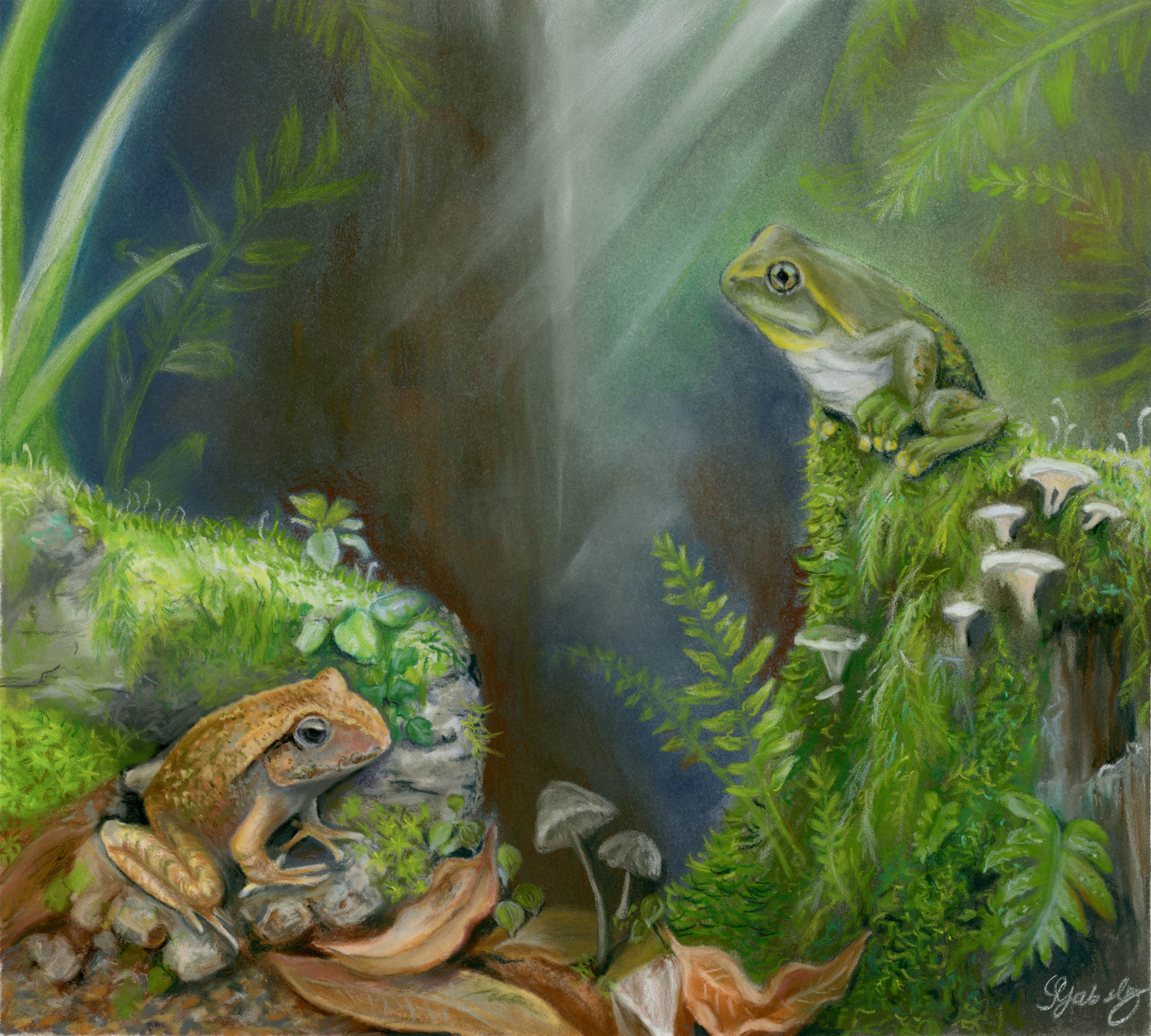 Artist’s reconstruction of the new species Litoria tylerantiqua (right) and previously described species Platyplectrum casca (left) from Murgon, south-eastern Queensland. Image: Samantha Yabsley, https://www.instagram.com/s.h.y_art.