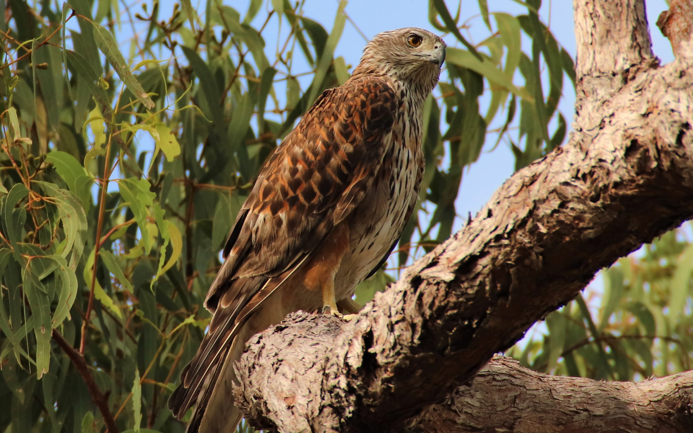 Red goshawk female. Credit: Chris MacColl. 