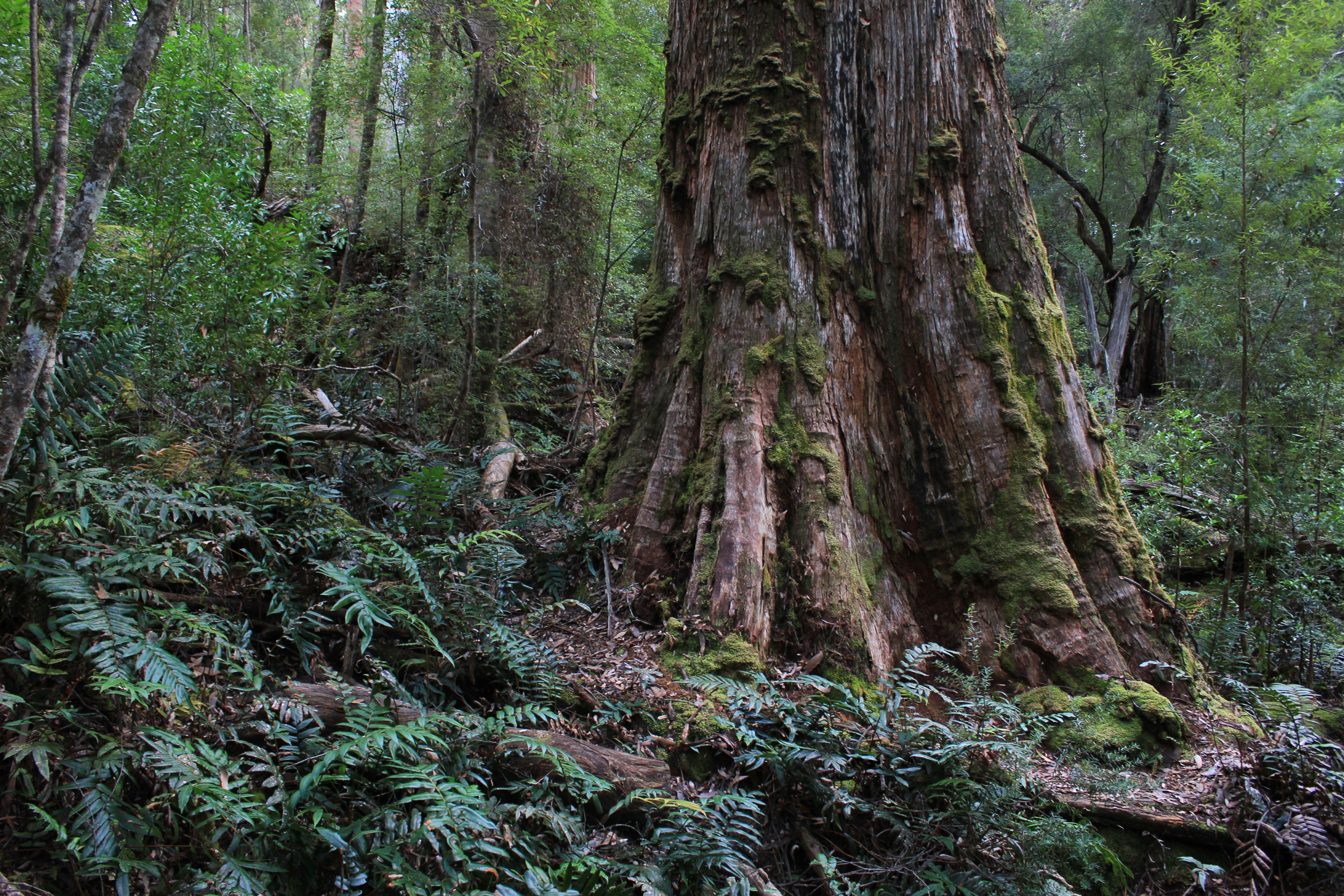 Photo by Greybark Images: https://www.pexels.com/photo/trees-and-plants-in-deep-forest-14530436/