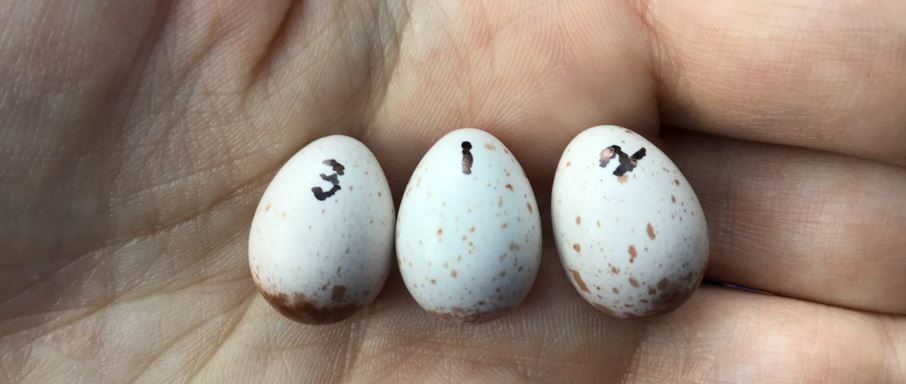 Superb fairy-wren eggs used in the Flinders BirdLab experiments (Photo A Katsis, Flinders University). 