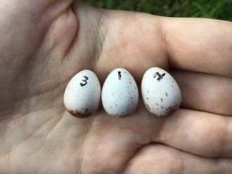 Eggs, Cleland Conservation Park, South Australia