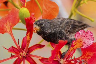 Small ground finch, Floreana Island, Galapagos 