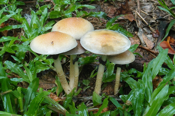 https://fungimap.org.au/galleries/ray-palmer/p2101960-psilocybe-cubensis-3-2/