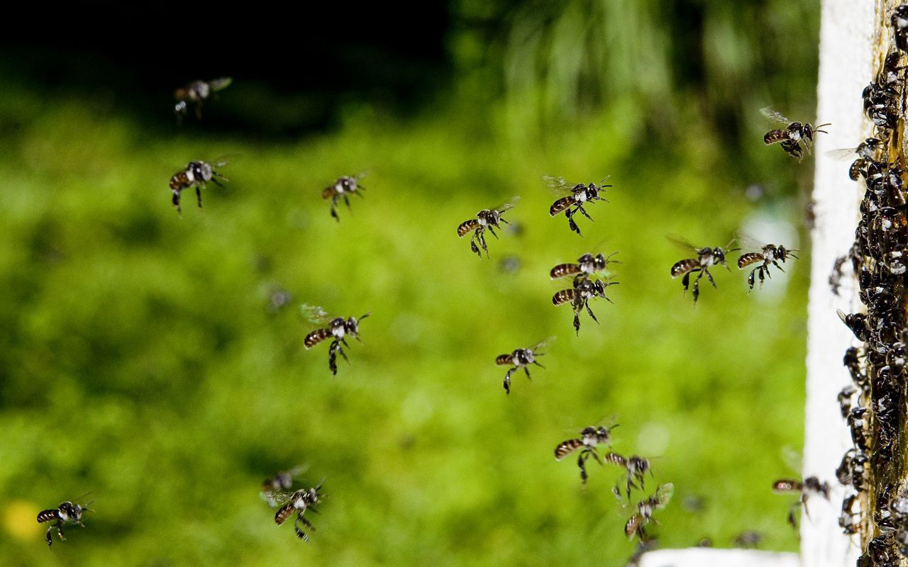 Credit: Tobias Smith