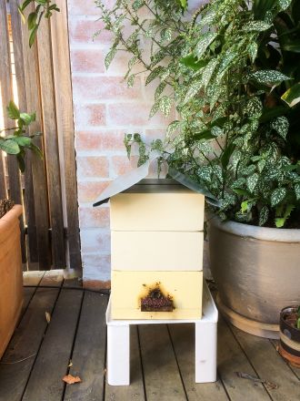 Stingless bee hive