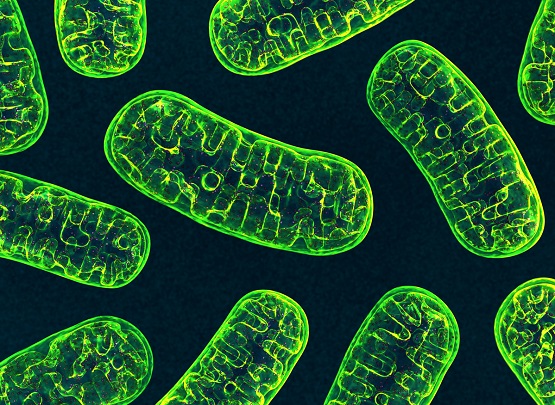 (C) iStock Images / Mitochondria