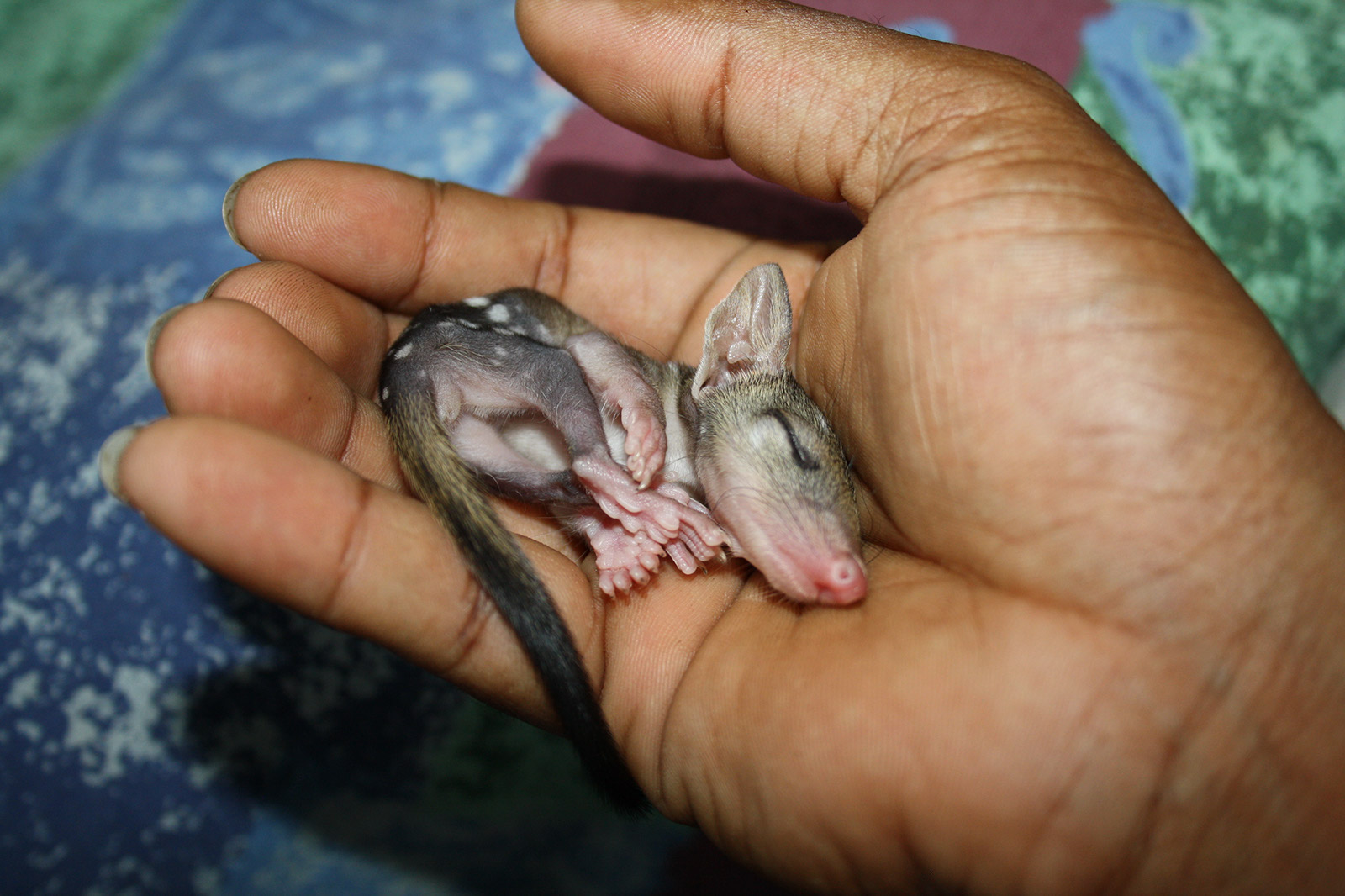 Baby northern quoll - Photo by Parks Australia, Flickr