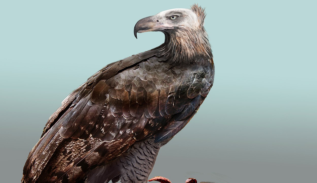 Artist's impression of Haast's Eagle by Katrina Kenny