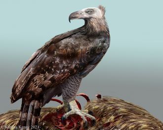 Artist's impression of Haast's Eagle