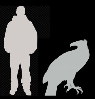 Haast's Eagle compared to size of an average man