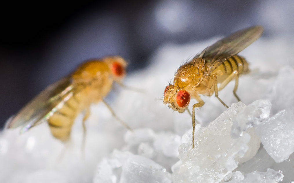 Francisco Romero Ferrero, CC BY-SA 4.0 <https://creativecommons.org/licenses/by-sa/4.0>, via Wikimedia Commons