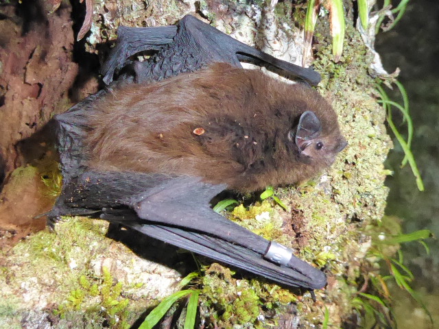 Long-tailed bat, Eglington Valley. Credit: Colin O'Donnell