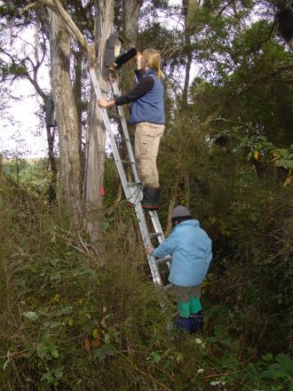 Checking bat boxes in South Canterbury