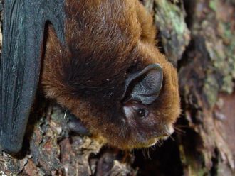 Long-tailed bat, Eglinton Valley