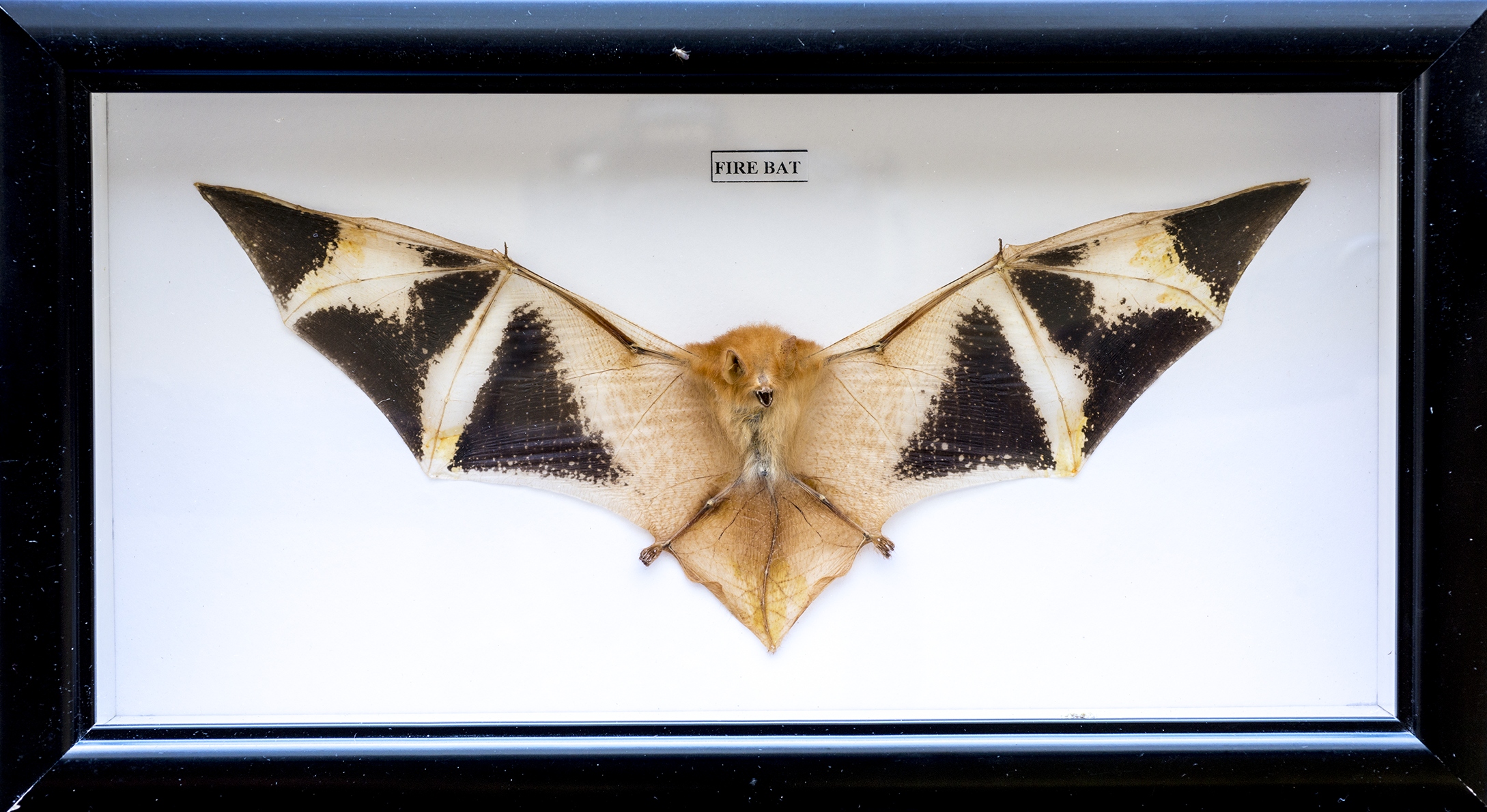 Bat specimen preserved in a wooden box, sold on Ebay. Image credit Anne-Lise Chaber.