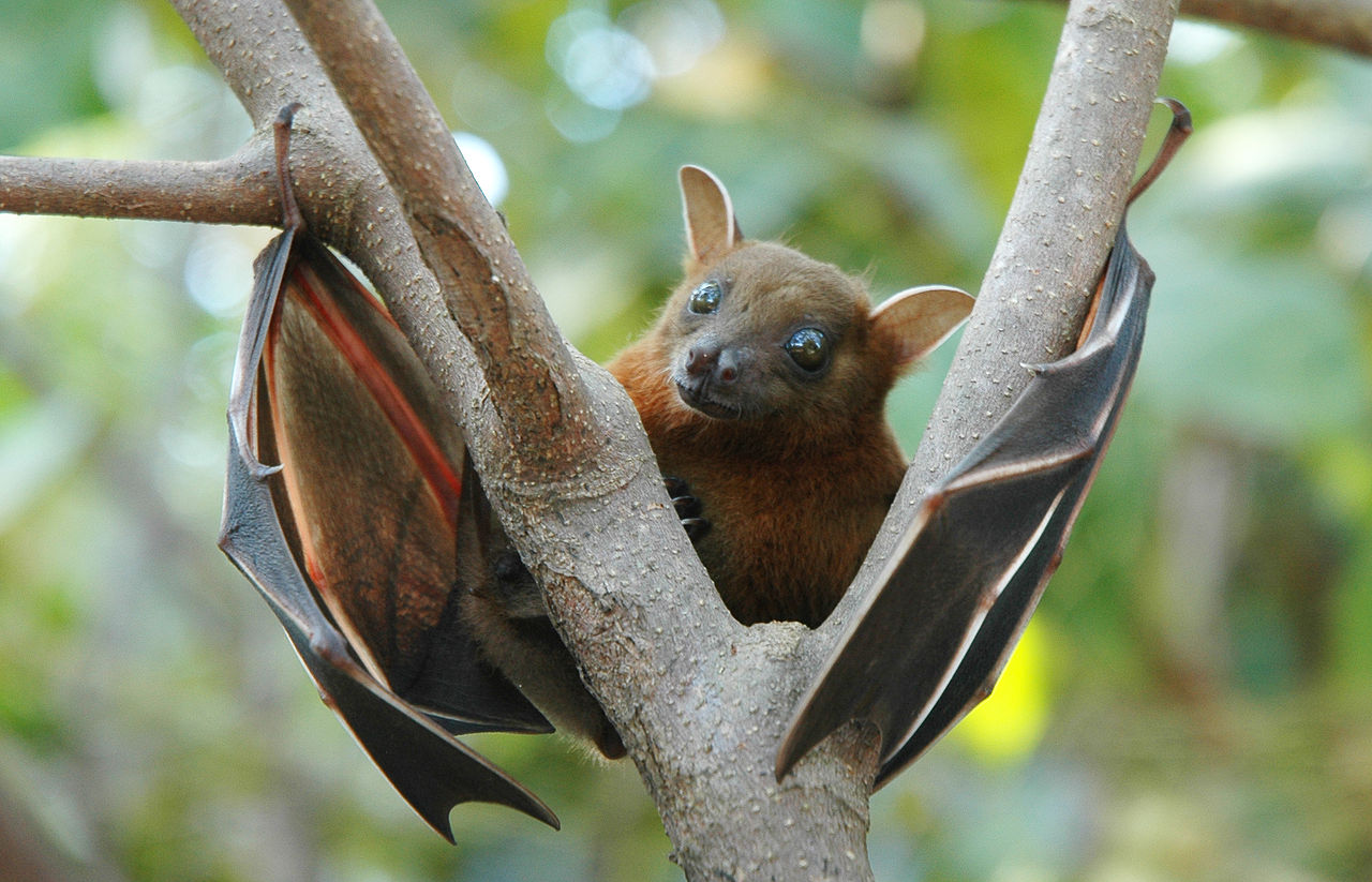 Lesser_short-nosed_fruit_bat_(Cynopterus_brachyotis) By Anton 17 - Own work, CC BY-SA 4.0
