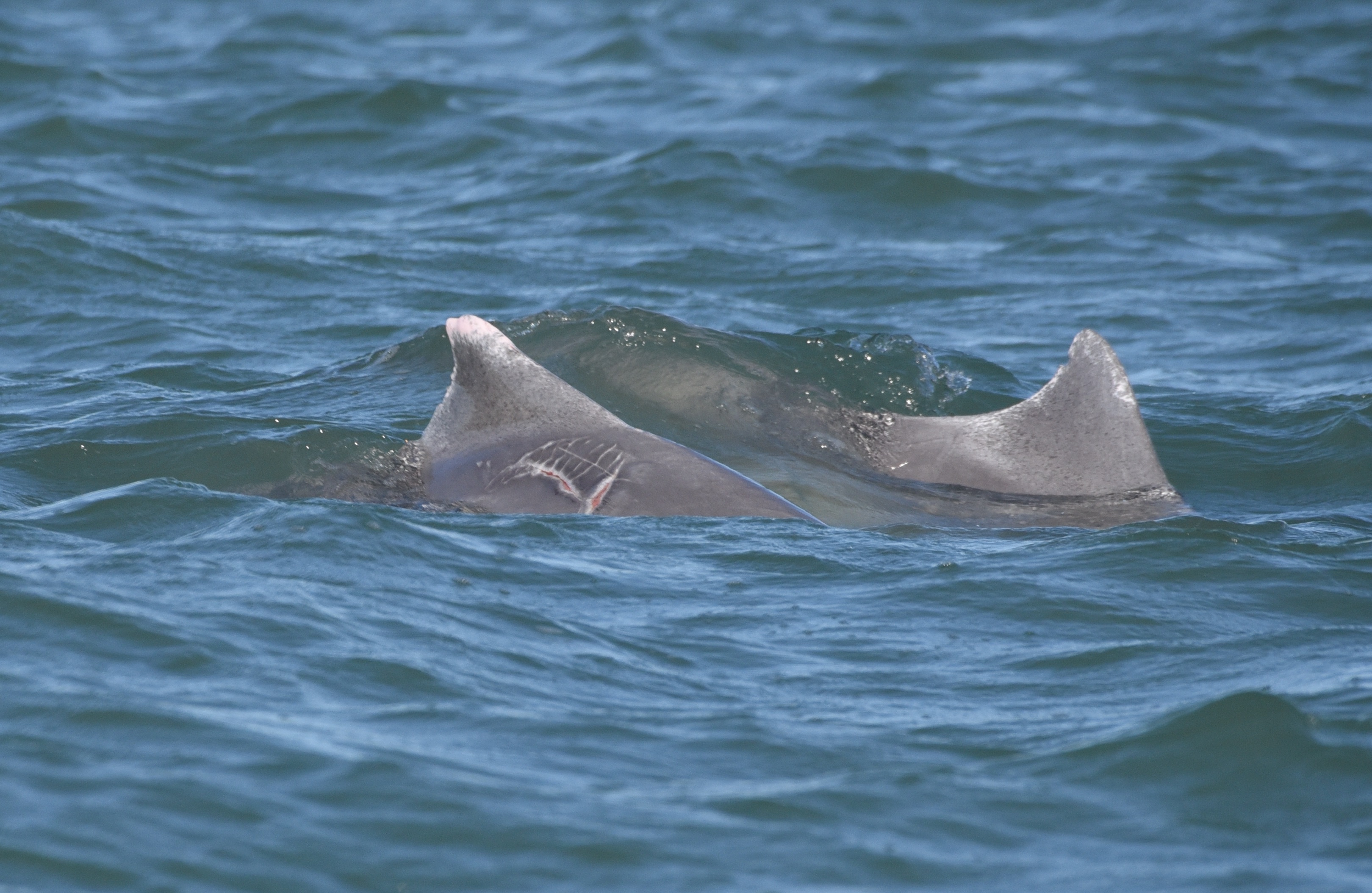 Photo courtesy CEBEL (Flinders University)