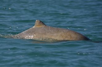 Australian snubfin dolphin